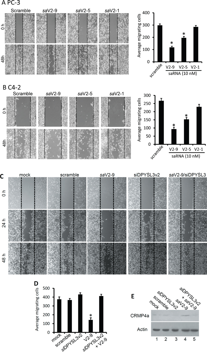 DPYSL3v2-targeted saRNAs suppress cell migration.