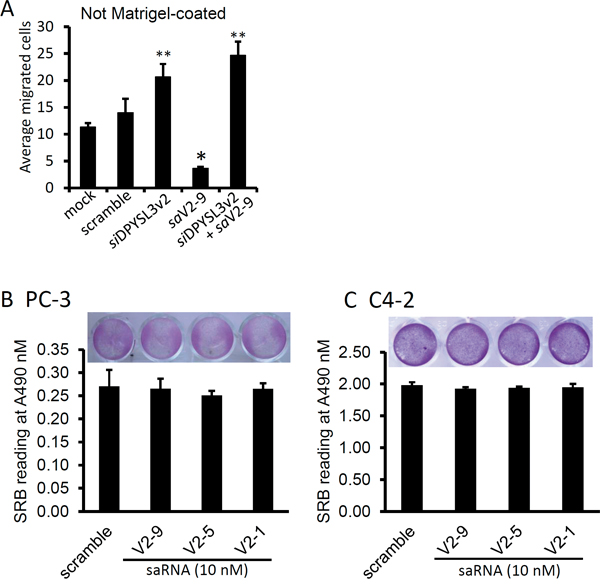 DPYSL3v2-targeted saRNAs suppress cell invasion.