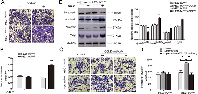 CCL20 facilitates invasion and EMT of RANK over-expressed EC cells.