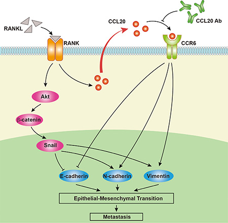 A proposed model for the role of CCL20 in RANK/RANKL-induced EMT in EC cells.