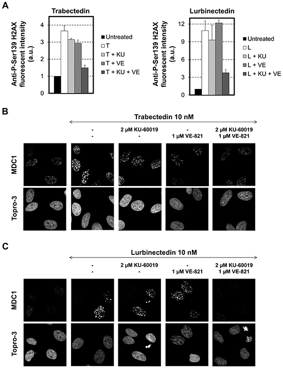 Influence of combinations of checkpoint abrogators on the phosphorylation of the histone variant H2AX and the focalization of MDC1 following exposure to trabectedin or lurbinectedin.