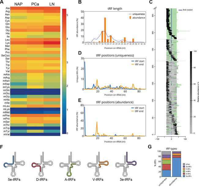 tRF types in prostate cancer.