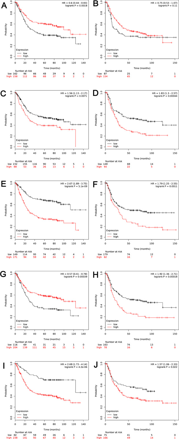The prognostic value of mRNA level of ALDH1 isoenzymes in patients with gastric intestinal adenocarcinoma (n = 320) and diffuse gastric adenocarcinoma (n = 241).