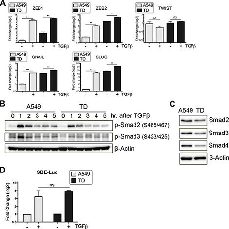 Attenuated Smad-dependent TGF&#x03B2; signaling caused by chronic TGF&#x03B2; exposure.