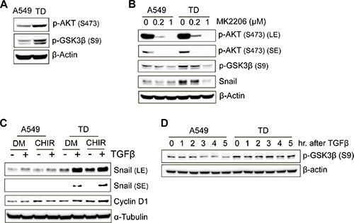 Inhibition of GSK3&#x03B2; by Akt is responsible for the increased stability of Snail.