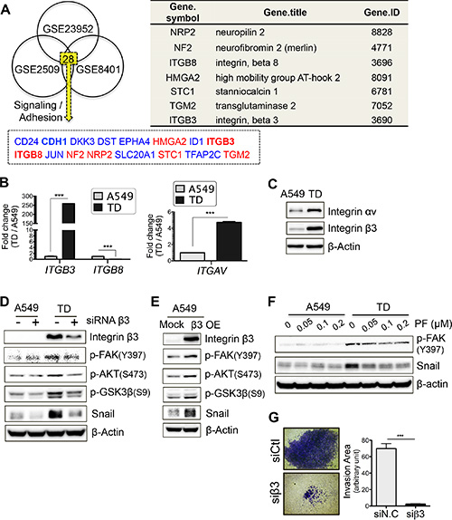 Increased integrin &#x03B2;3 expression in TD cells contributes to the activation of Akt-GSK3&#x03B2;-Snail signaling.