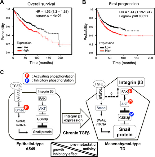 Prognostic significance of integrin &#x03B2;3 expression in lung cancer survival.