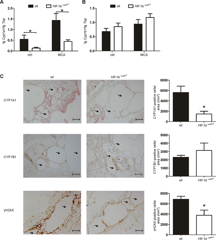 Cyp expression and DNA damage in Hif-1&#x03B1; LysM-/- mice.