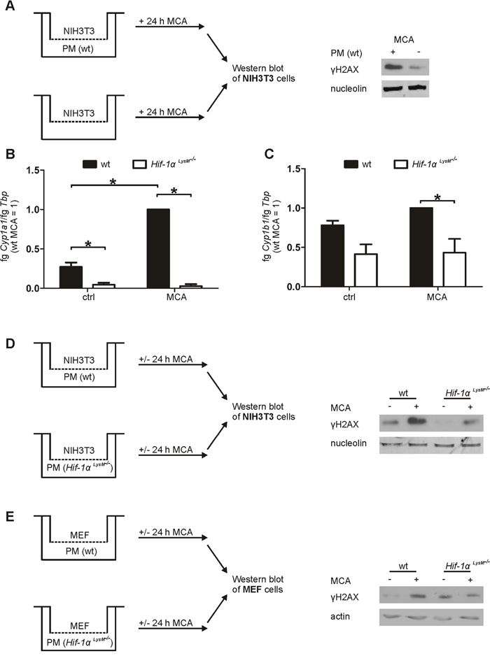 Impaired Cyp1a1 and Cyp1b1 expression in Hif-1&#x03B1; LysM-/- macrophages and fibroblast DNA damage in an in vitro coculture.