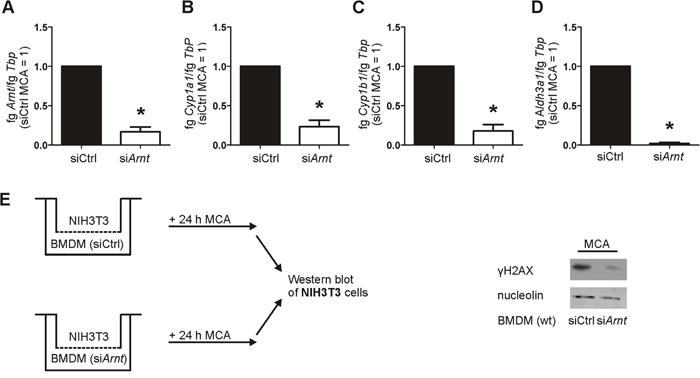 Reduced Arnt expression impairs AhR-mediated gene expression and DNA damage.