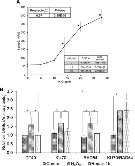 DNA damage induced by low levels of H2O2.