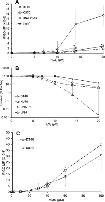 NHEJ plays a predominant role in oxidative stress-induced mutagenesis.