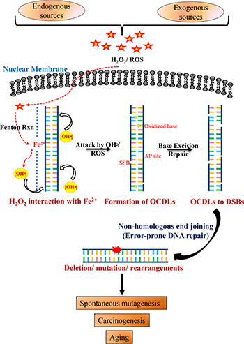 Schematic model for combined roles of OCDLs and error-prone NHEJ in oxidative stress-induced mutagenesis.