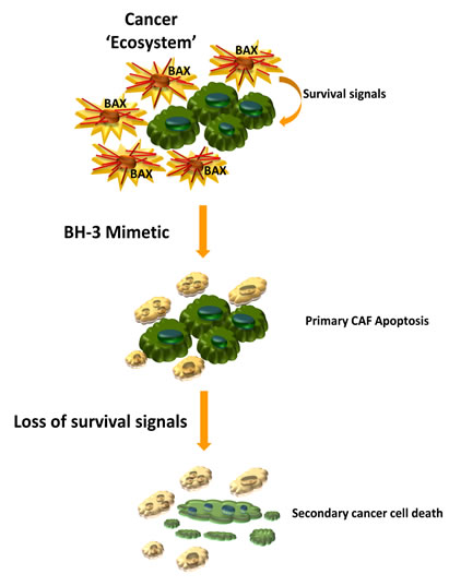 Therapeutic deletion of CAF for the treatment of highly desmoplastic human cancers.