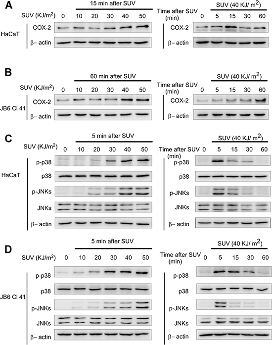 SUV irradiation induces COX-2 expression, the phosphorylation of p38 or JNKs in HaCaT and JB6 Cl41 cells.