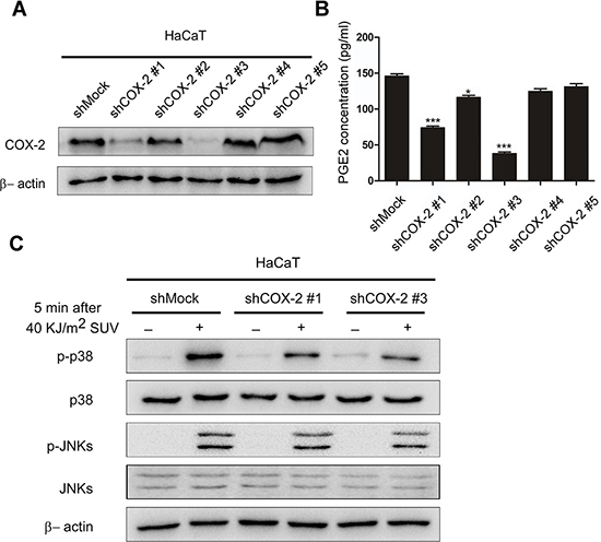 Knocking down COX-2 inhibites SUV-induced the phosphorylation of p38 or JNKs in HaCaT cells.