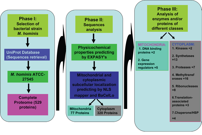Summary of possible functions of Mycoplasma hominis proteins targeted to mitochondria and cytoplasm of the host cells in development of prostate cancer.