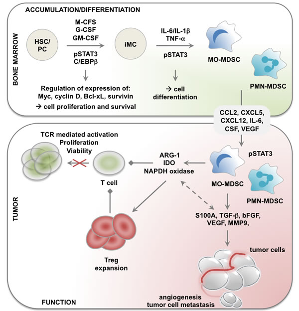 Role of STAT3 in accumulation, differentiation and functional regulation of MDSCs in cancer.