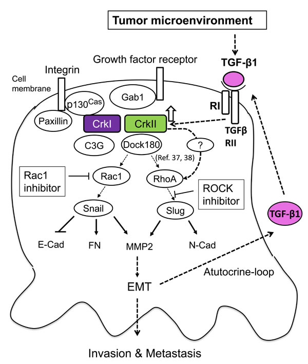 Schematic of the signaling mechanism of collaboration between TGF-&#x3b2; and Crk to induce EMT in human cancer cells.