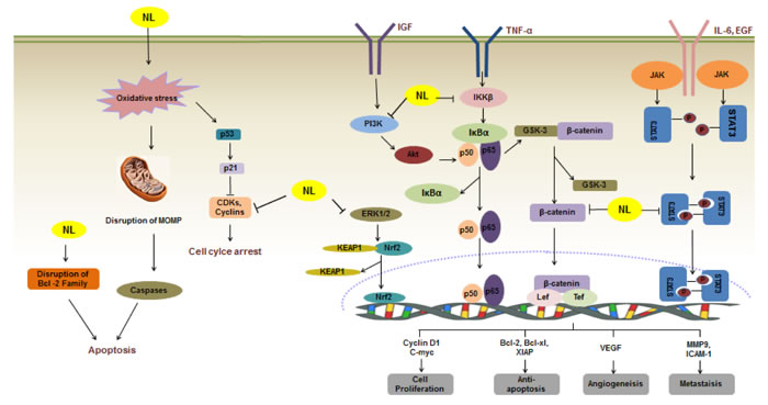 A schematic illustration of the molecular mechanisms of the anticancer action of nimbolide [91].