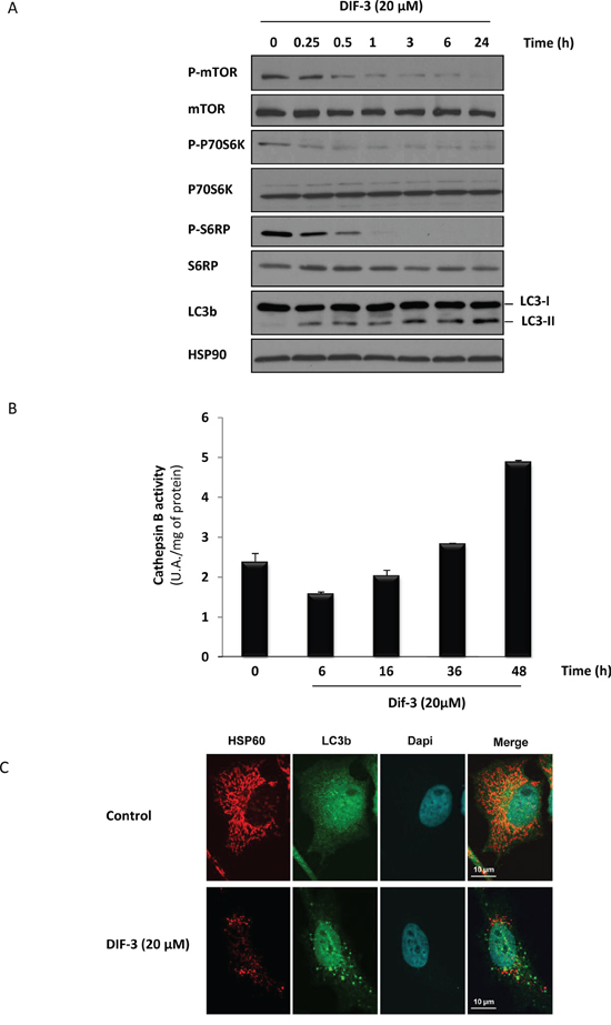 DIF-3 induces hallmarks of autophagy in K562 cells.