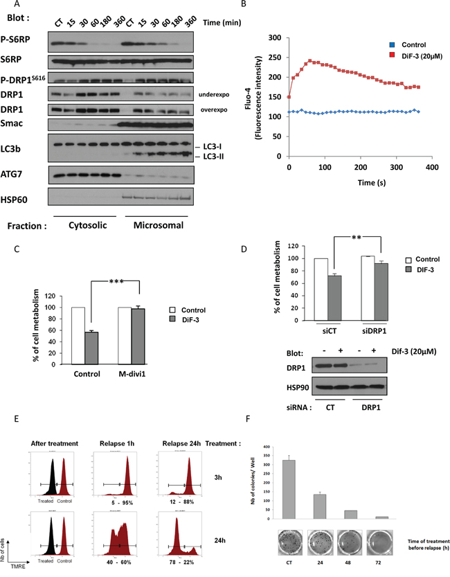 DIF-3 triggers DRP1-dependent cell death.