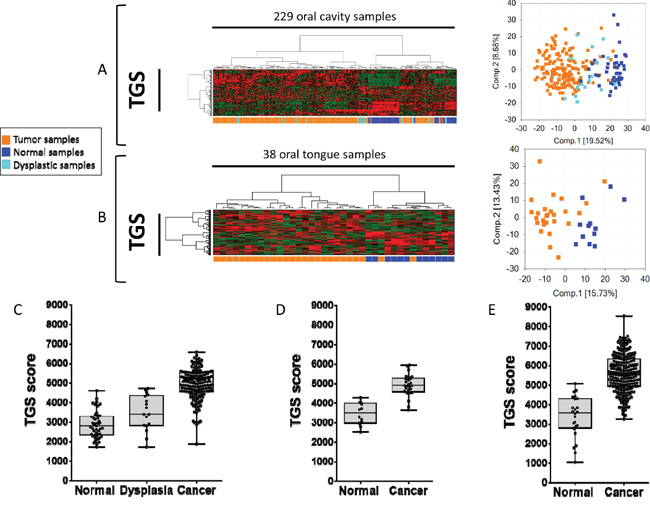 The tumor gene set (TGS) identified in the 4-NQO model of oral tumorigenesis is relevant to human disease and discriminates oral squamous cell carcinoma (OSCC) from normal mucosa samples.