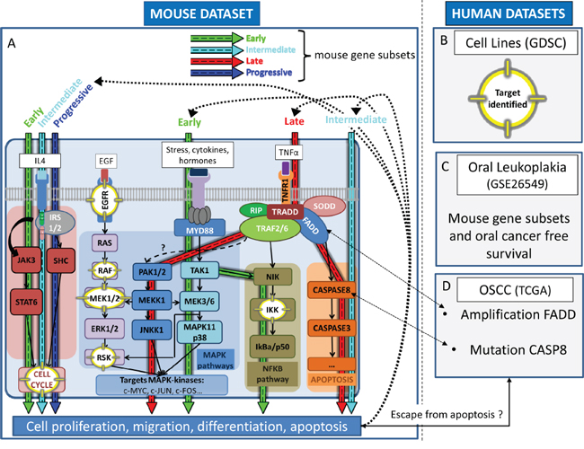 Overview of the dynamic expression changes observed in the 4-NQO model projected in pathways pertinent to human oral preneoplasia (OPL) and squamous cell carcinoma (OSCC).