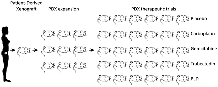 Schematic diagram of the engraftment and propagation of Patient Derived Xenografts (PDXs) and preclinical testing of chemotherapeutic drugs.