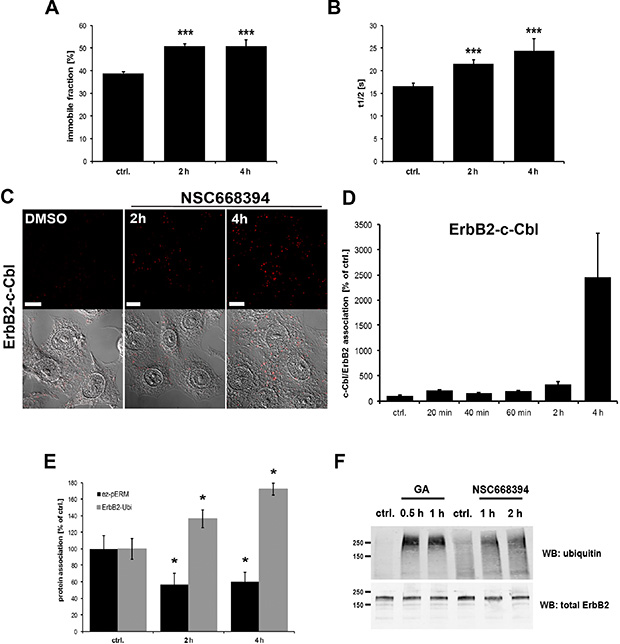 Effect of ERM inhibition on ErbB2 membrane mobility and association to ubiquitin.
