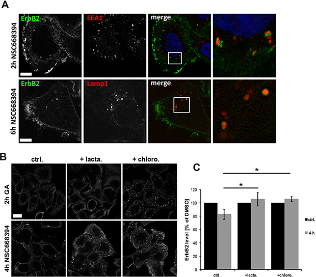 Analysis of intracellular sorting of ErbB2 by confocal microscopy.