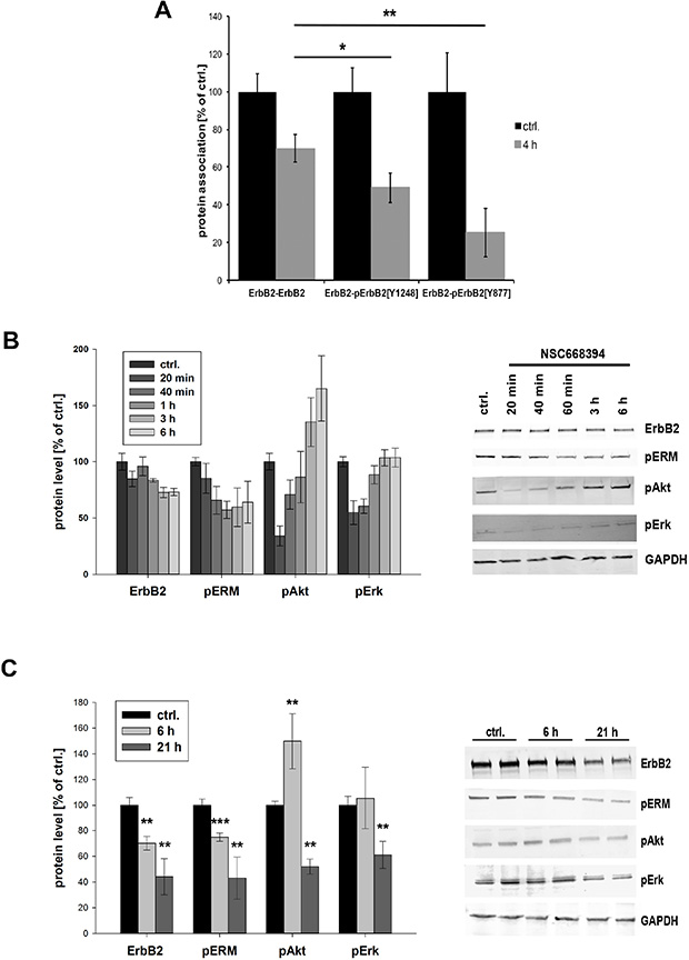 Phosphorylation status and downstream signaling of ErbB2 after ERM inhibition.
