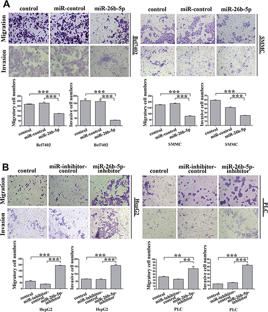 miR-26b-5p alleviates migration and invasion abilities of epithelial HCC cells.