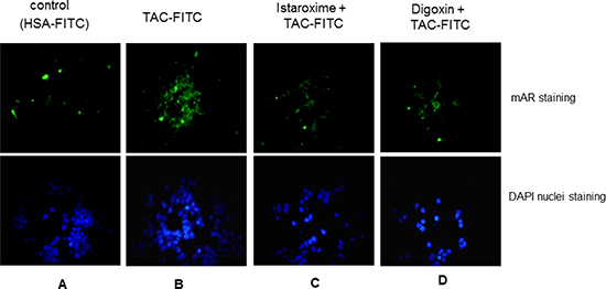 Istaroxime and digoxin prohibit association of testosterone conjugates to the membrane androgen receptor.