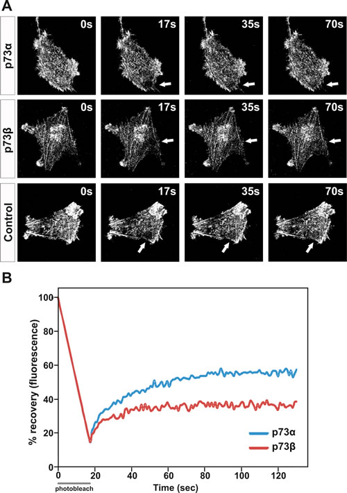 Actin cytoskeleton dynamics are impaired in p73&#946;