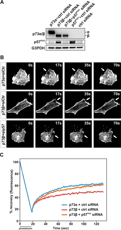 p73&#946; regulation of the actin cytoskeleton dynamics is dependent on induction of p57