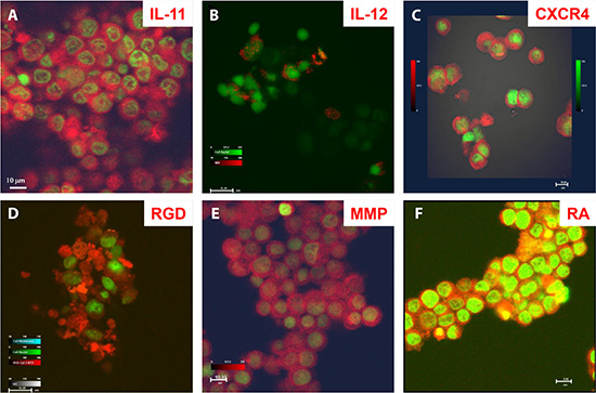 Disease marker detection at the cellular level by core structure carrying optical reporters.