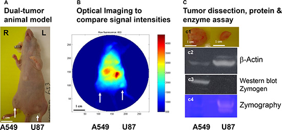 In vivo detection and western and zymographic analysis of zymogen and active MMP in two tumor types.