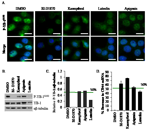 Lead compounds block activation of YB-1.