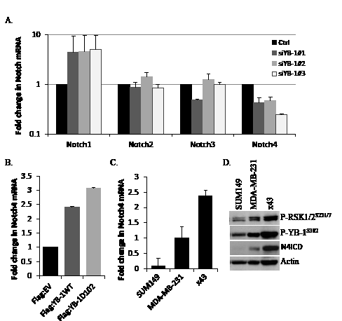 Notch4 transcript levels are reduced by blocking YB-1 signaling and correlate with P-YB-1