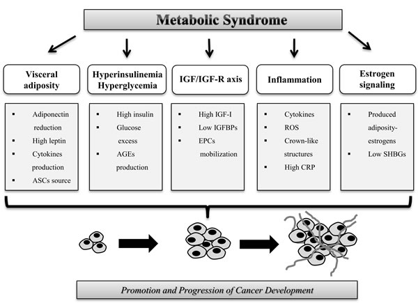 Mechanisms that increase the risk of cancer in patients with metabolic syndrome.