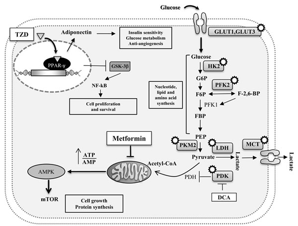 Potential intracellular pathways directly linking MetS with cancer.