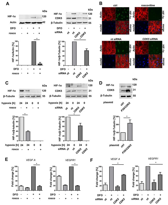 Protein level of HIF-1&#x3b1; and transcription of HIF-1&#x3b1; target genes correlate with CDK5 protein level in endothelial cells.