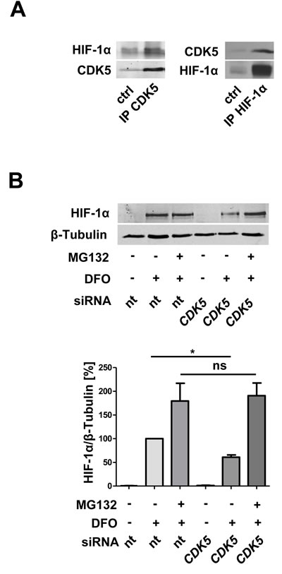 CDK5 directly interacts with HIF-1&#x3b1; and protects HIF-1&#x3b1; from proteasomal degradation.