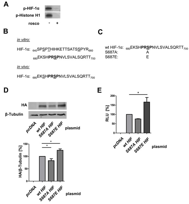 CDK5 phosphorylates HIF-1&#x3b1; at Serine 687 promoting its stability.