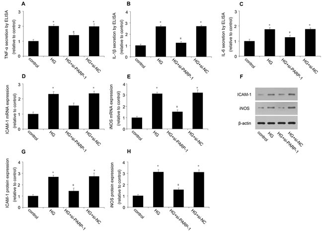 PARP-1 inhibition reduced HG-induced inflammatory response.