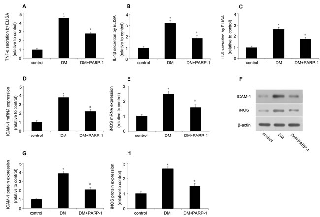 PARP-1 deletion reduced hyperglycemia-induced inflammatory response in mice.