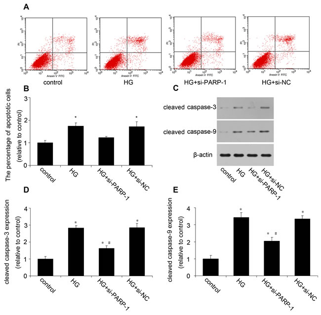 PARP-1 inhibition reduced HG-induced cell apoptosis.