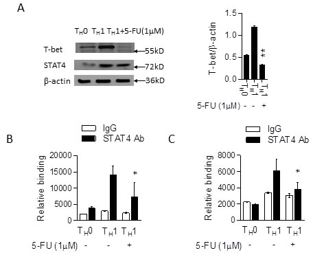 5-FU alters STAT4 DNA binding activity in T