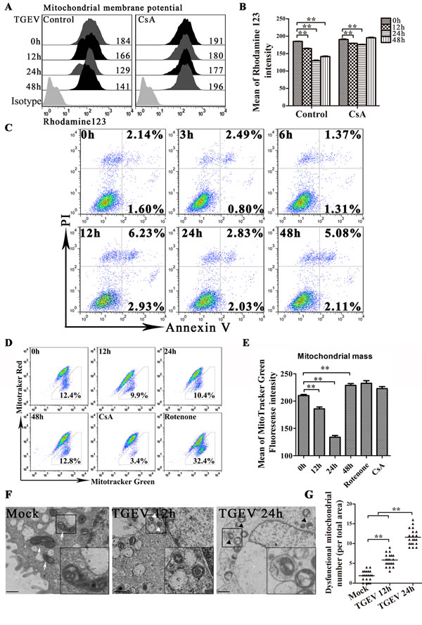 TGEV infection induces mitochondrial damage, reduction and the formation of mitophagosome-like vesicles.